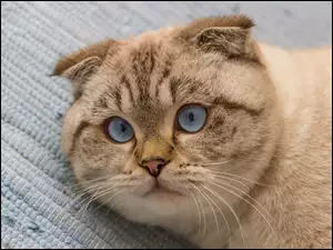 Biało-biszkoptowy kot o niebieskich oczach w zbliżeniu