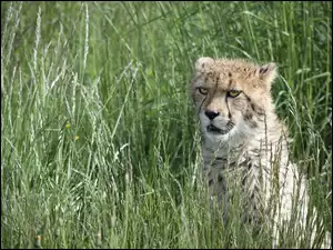 Czający się gepard w trawie