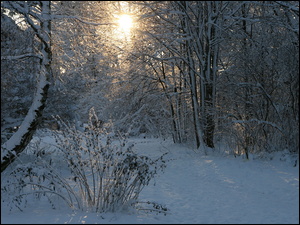 Zimowe promienie słońca nad lasem
