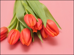Bukiet tulipanów na różowym tle