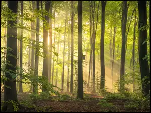 Promienie słońca pomiędzy drzewami w zielonym lesie