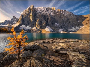 Góry, Jezioro Moraine, Park Narodowy Banff, Kanada, Drzewo, Alberta