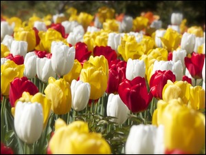 Różnokolorowe tulipany