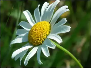 Margerytka, Przyroda, Kwiat