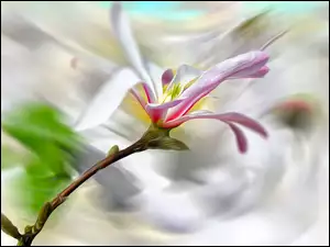 Gałązka magnolii na rozmytym tle