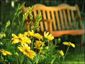Letni Deszcz, ĹťĂłĹte, Kwiaty, Ĺawka