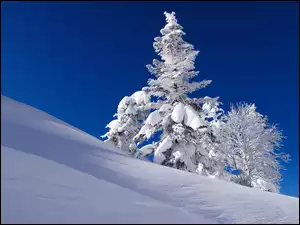 Ośnieżone drzewa na wzgórzu