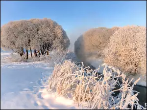 Oszronione drzewa i trawy w zimowym krajobrazie na brzegu rzeki