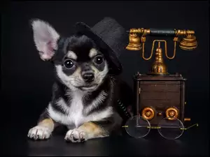 Chihuahua w kapeluszu siedzi obok telefonu retro