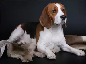 Beagle na kocu