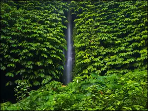 Wodospad Leke Leke Waterfall otoczony drzewami na Bali