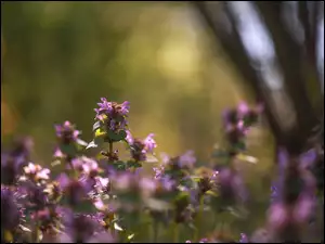Kwiaty, RozĹwietlona, Jasnota purpurowa, RĂłĹźowe