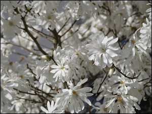 Rozświetlone kwiaty białej magnolii na krzewie