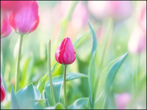 Rozmycie, Kwiaty, Tulipany, LiĹcie