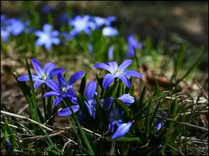 Trawa, ĹnieĹźnik lĹniÄcy, Niebieskie, Kwiaty