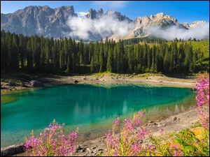 Kwiaty, Jezioro Karersee, Drzewa, Tyrol, Lago di Carezza, RoĹlinnoĹÄ, WĹochy, Las