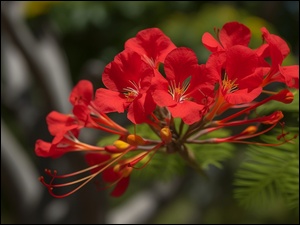 Kwiaty, Czerwone, LiĹcie, TĹo, WianowĹostka krĂłlewska, Rozmyte