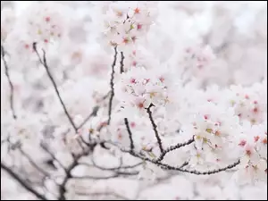 BiaĹe, Wiosna, GaĹÄzie, Drzewo owocowe, Kwiaty