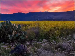 Arizona, Stany Zjednoczone, Bradshaw Mountains, Kaktusy, GĂłry, ZachĂłd sĹoĹca