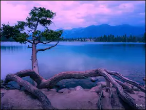 Jezioro, Drzewo, Park Narodowy Jasper, Kanada, Maligne Lake, Alberta