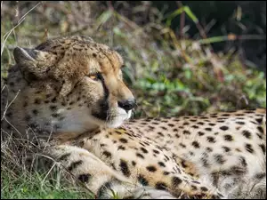 Trawa, LeĹźÄcy, Gepard