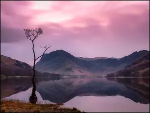 Suche, Jezioro Buttermere, GĂłry, Anglia, Drzewo, Lake District
