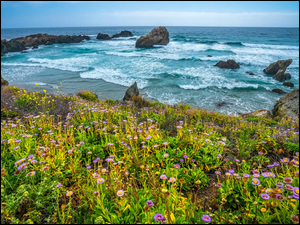 RoĹliny, ĹÄka, Stany Zjednoczone, Kwiaty, Kalifornia, SkaĹy, Ocean