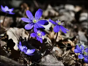 Przylaszczki, Kwiaty, Rozwinięte, Niebieskie