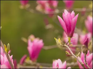 NierozwiniÄte, GaĹÄzki, RĂłĹźowe, Magnolia, Kwiaty