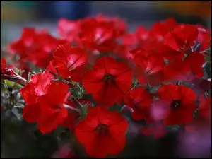 Kwiaty, Czerwone, Surfinie