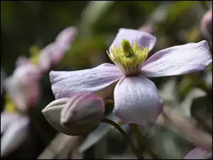 Kwiat powojnika z pąkami