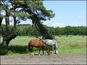 Drzewo i konie na pastwisku