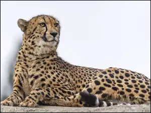 DrapieĹźnik, Gepard, DuĹźy kot, Dzikie zwierzÄ