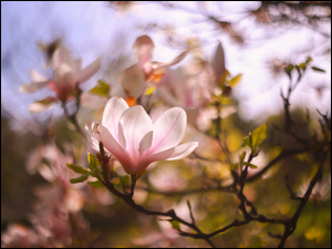 GaĹÄzki, Magnolia, RĂłĹźowy, Kwiat