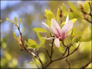 Kwiat, GaĹÄzki, Magnolia, RĂłĹźowa, Krzew