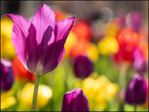 RozĹwietlony, Kwiat, Tulipan