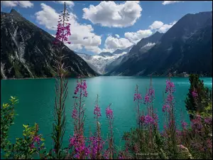 Kwiaty na tle górskiego alpejskiego jeziora