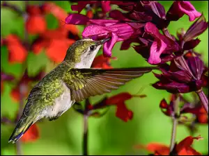 Kwiaty, Koliber, Ptak, RĂłĹźowe
