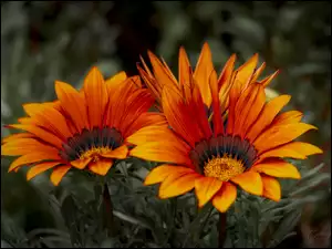 Kwiaty, Pomarańczowe, Gazanie