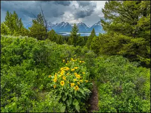 Balsamorhiza, Drzewa, Stany Zjednoczone, Kwiaty, Park Narodowy Grand Teton, Chmury, Góry