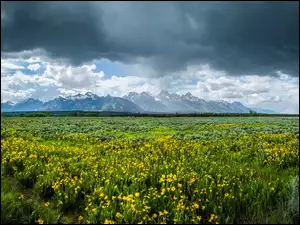 Łąka, Kwiaty, Park Narodowy Grand Teton, Stany Zjednoczone, Góry, Stan Wyoming