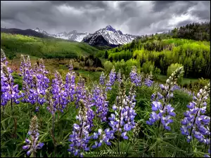Góry, Tatoosh Range, Stany Zjednoczone, Park Narodowy Mount Rainier, Stan Waszyngton, Łubin, Łąka