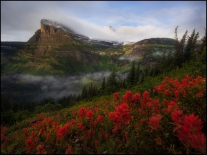 Czerwone kwiaty na polanie i góry we mgle