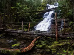 Mostek z powalonego drzewa przy wodospadzie na strumieniu w lesie
