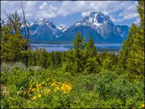Drzewa, Góry, Park Narodowy Grand Teton, Stany Zjednoczone, Kwiaty, Wyoming