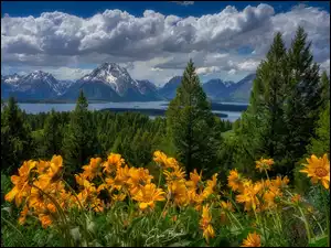 Łąka, Stany Zjednoczone, Drzewa, Kwiaty, Park Narodowy Grand Teton, Las, Balsamorhiza, Góry Teton Range