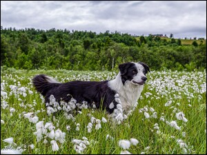 Bordier collie, Pies, Trawa, Drzewa, Łąka, Rośliny