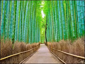 Aleja bambusowa