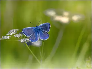 Mazarynowy niebieski motyl