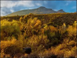 Drzewa, Kaktusy, Stany Zjednoczone, Góry, Arizona, Sonora, Pustynia